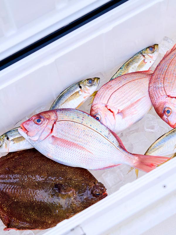 クーラーボックスに入った大漁の魚
