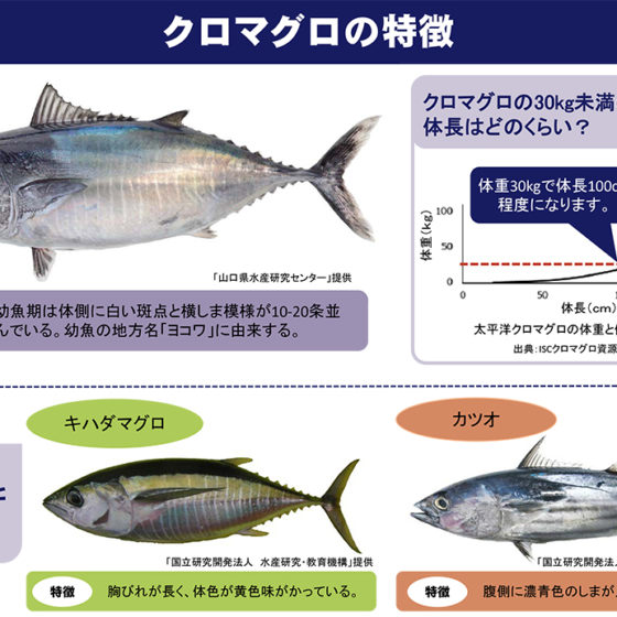 遊漁によるクロマグロ採捕禁止に関するお知らせ